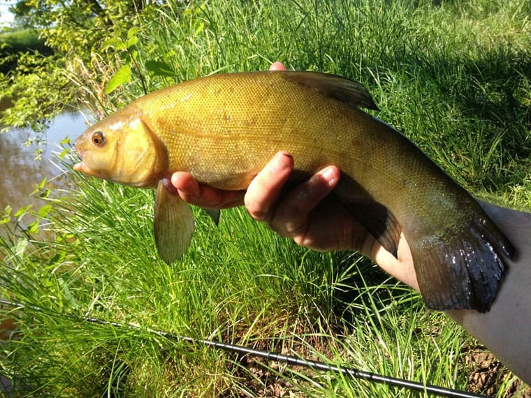 Ловля линя в спеку. Фото