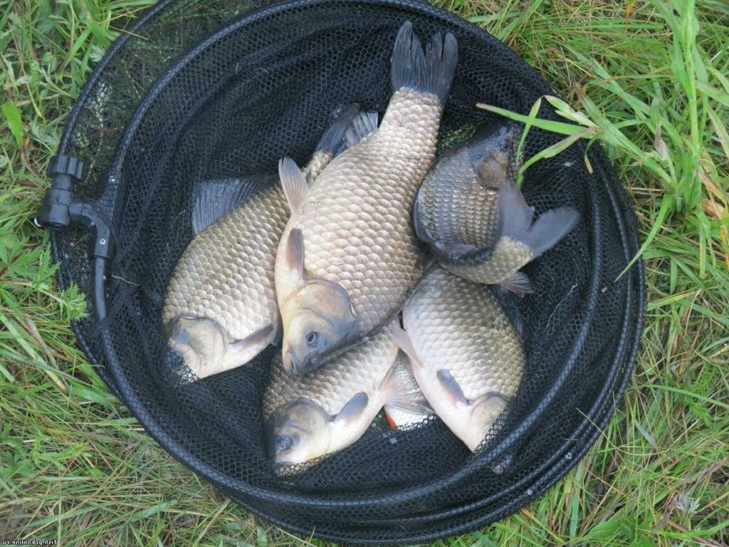 З 10 червня в Україні відкрито рибальський сезон