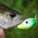 Улов на 880 тысяч грн: чем закончилась незаконная рыбалка на Днестре?