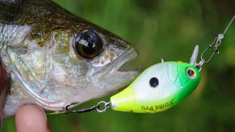 Глубоководные крэнки на судака: тактика для водохранилищ