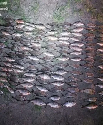 Улов на 880 тысяч грн: чем закончилась незаконная рыбалка на Днестре?