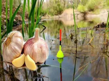 Ловля карася на поплавок: чеснок – хит июня