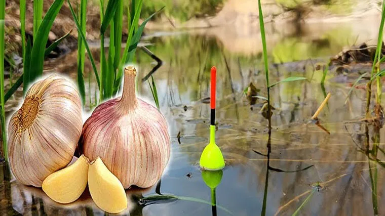 Ловля карася на поплавок: чеснок – хит июня