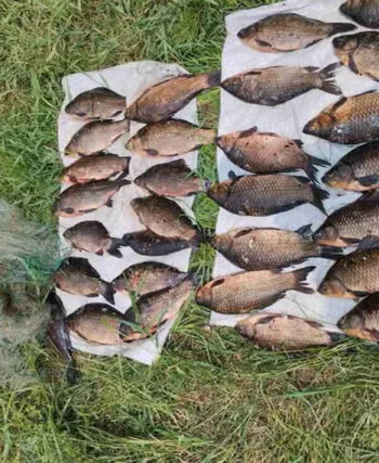 На Черниговщине браконьер сетями наловил рыбы на 45 тыс. грн