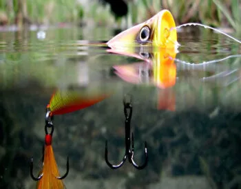 Ловля щуки на попперы: успех на водохранилищах Украины