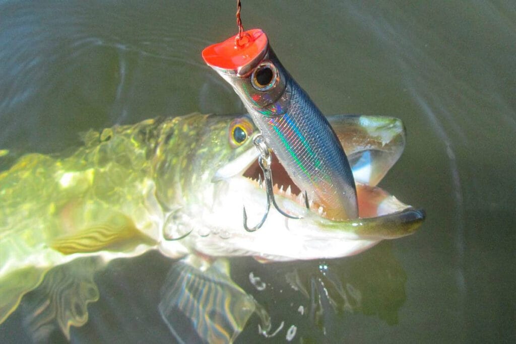 Поверхностные приманки показывают высокую эффективность по щуке.