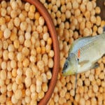 Бойлы для рыбалки: хватит ловить на авось! Секреты убойной насадки