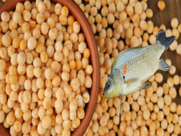 Влітку короп і карась шаленіють від цієї горохової каші: рецепт, перевірений роками