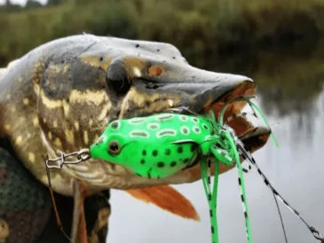 Ловля в траві: незацепляйки – ключ до успіху