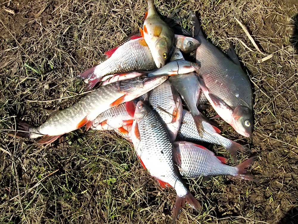 Прогноз клева рыбы на неделю 16 - 22 мая 2025: погода, кого и как ловить