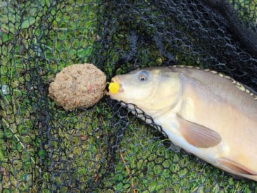 Ходова ловля коропа: забудьте про сигналізатор - трофей чекає біля берега!