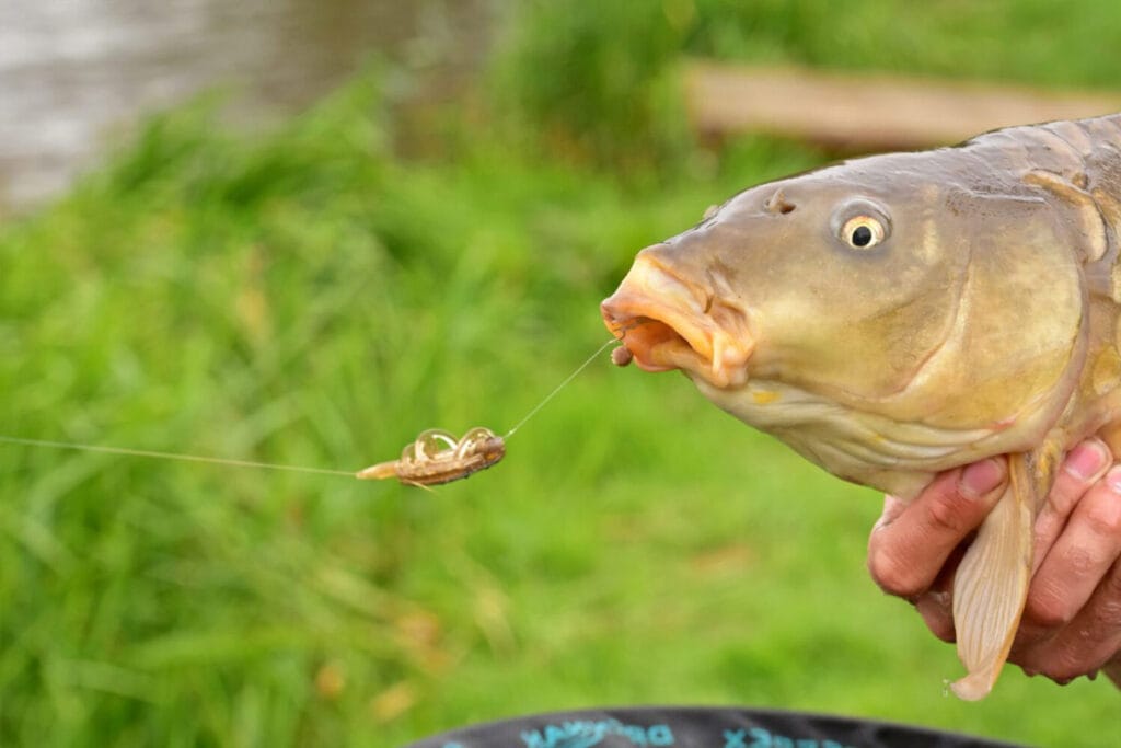 Ходова ловля коропа: забудьте про сигналізатор