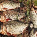 Метод фидер с мелкими бойлами эффективен для селективной ловли леща на водоемах