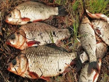 Дозволені добові норми вилову риби 2025: що потрібно знати рибалці