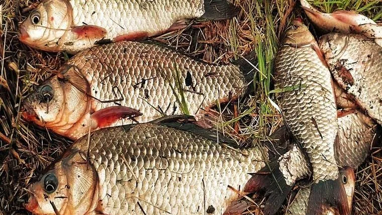 Дозволені добові норми вилову риби 2025: що потрібно знати рибалці