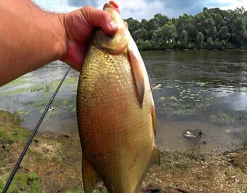 Метод фідер з дрібними бойлами ефективний для селективного лову ляща на водоймах