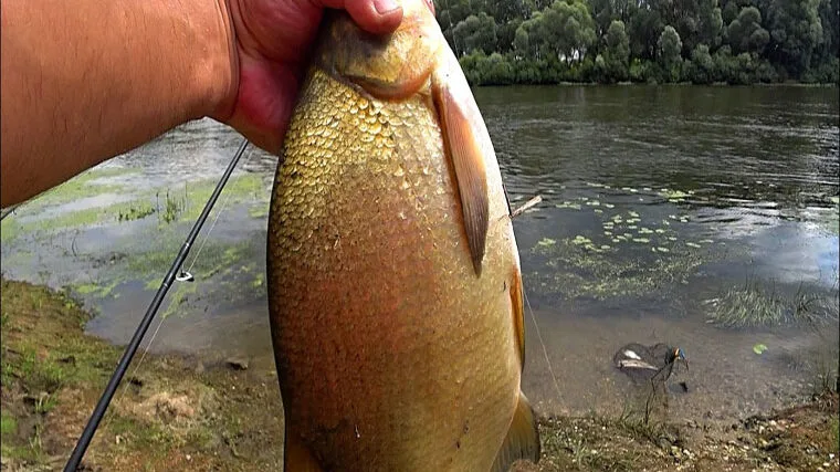 Метод фідер з дрібними бойлами ефективний для селективного лову ляща на водоймах
