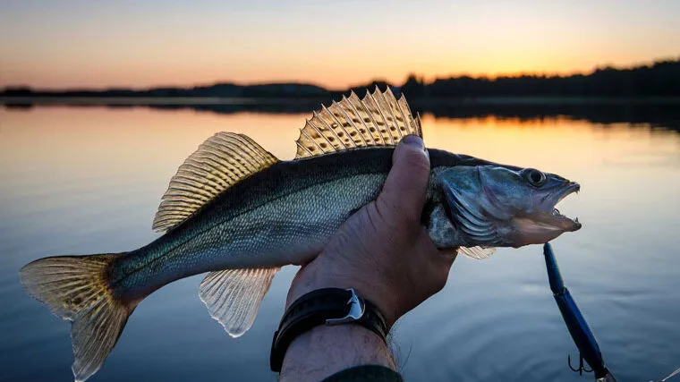 Судак у червні 2025 року: спінінгова стратегія для вечірніх зорь