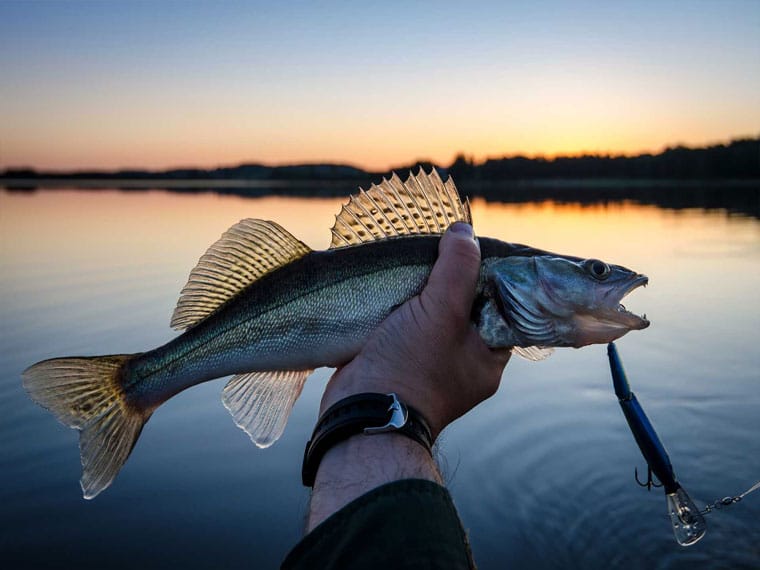 Судак у червні 2025 року: спінінгова стратегія для вечірніх зорь