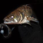 Судак в июне 2025: спиннинговая стратегия для вечерних зорь на реках Украины