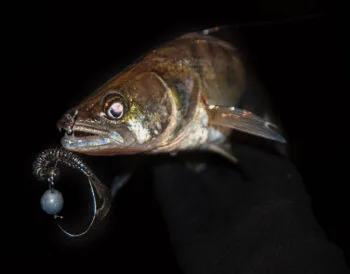 Нічна ловля судака: хижак виходить на мілководдя водосховищ