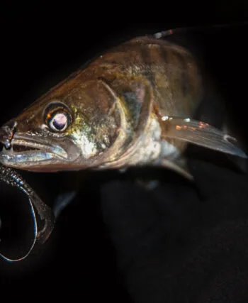 Нічна ловля судака: хижак виходить на мілководдя водосховищ