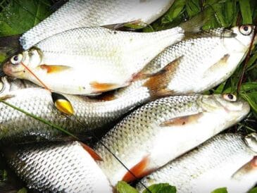 ТОП насадок для плітки за Сабанєєвим