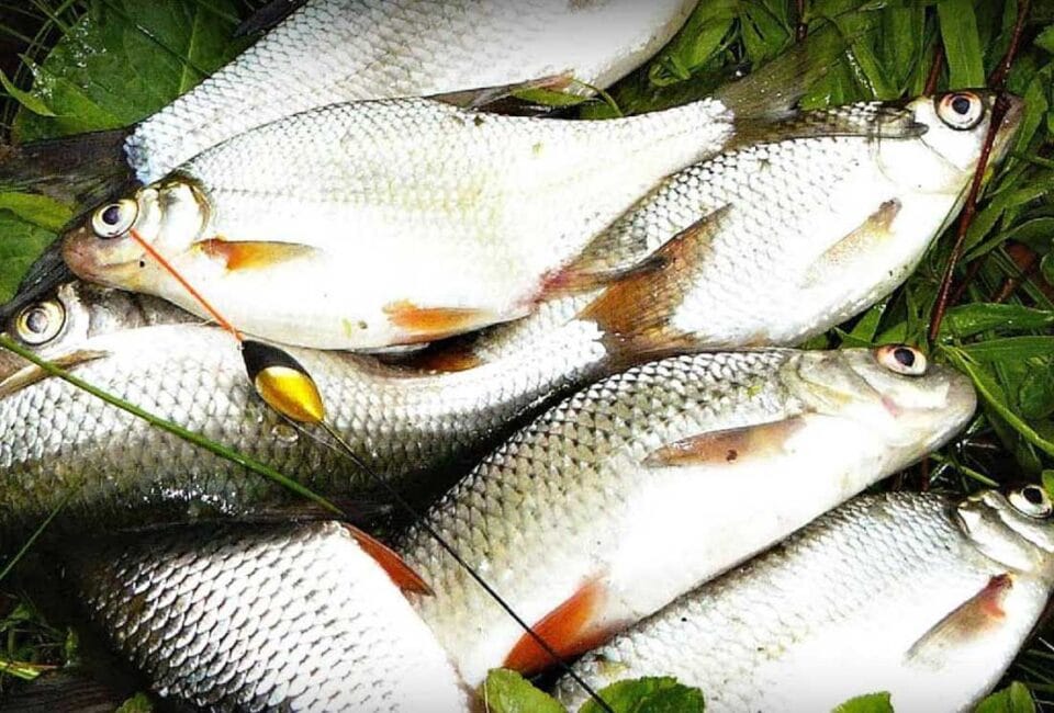 ТОП насадок для плітки за Сабанєєвим