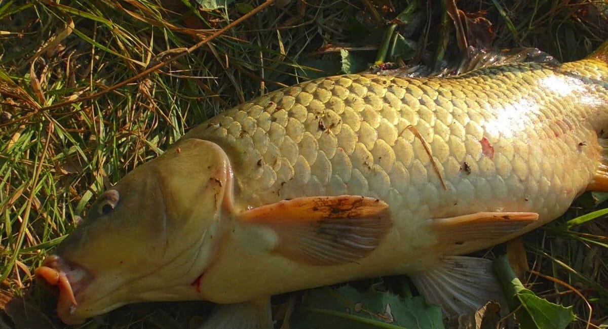 Полювання на сазана: експерти про тактику лову дикого коропа