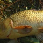 Поплавочная ловля на подъем: классика для осторожного леща и карася снова в тренде