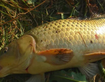 Полювання на сазана: експерти про тактику лову дикого коропа