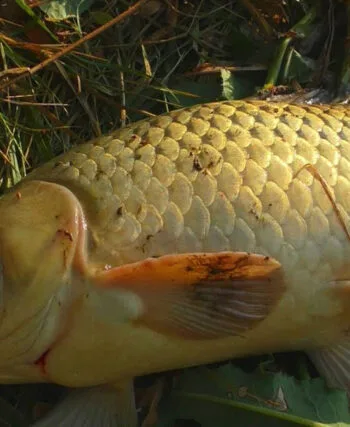 Полювання на сазана: експерти про тактику лову дикого коропа