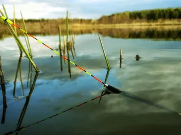 Поплавцева ловля на підйом: класика для обережного ляща та карася