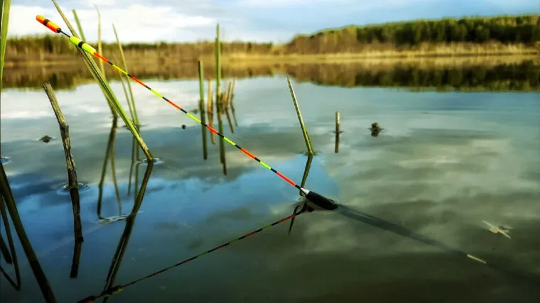 Поплавцева ловля на підйом: класика для обережного ляща та карася
