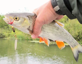 Ловля головня на вертушки: тактика для малих річок