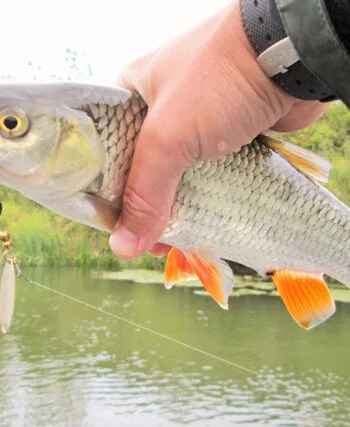 Ловля головня на вертушки: тактика для малих річок