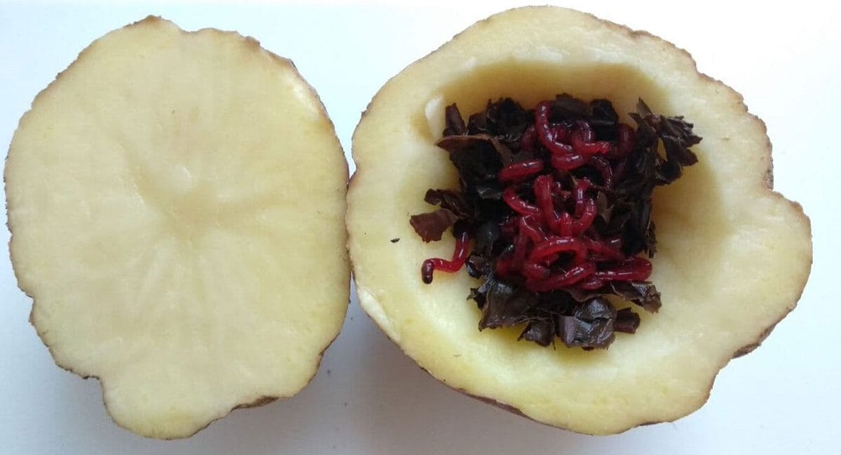 Як зберегти мотиля живим у спеку: метод з картоплею