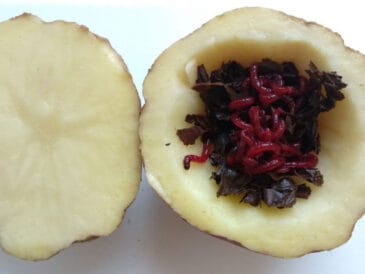 Як зберегти мотиля живим у спеку: метод з картоплею