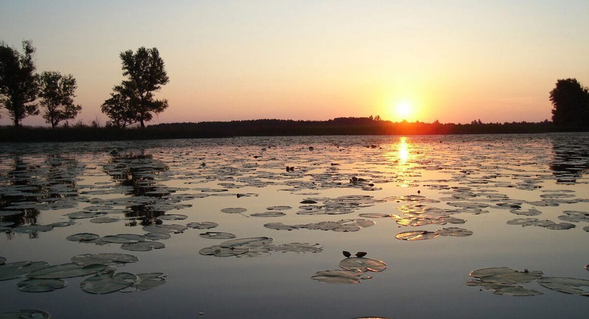 Не знаєте, де ловити окуня? Їдьте на озеро Нобель у Рівненській області