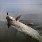 Собери спиннинг для щуки по этой схеме — и сходов не будет