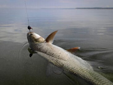 Ловля жереха на Днепре: как найти котел и чем ловить