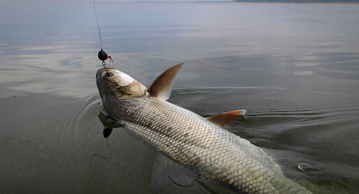 ловля жереха на Дніпрі