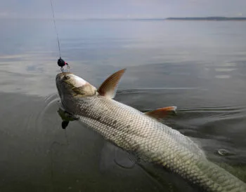 ловля жереха на Дніпрі
