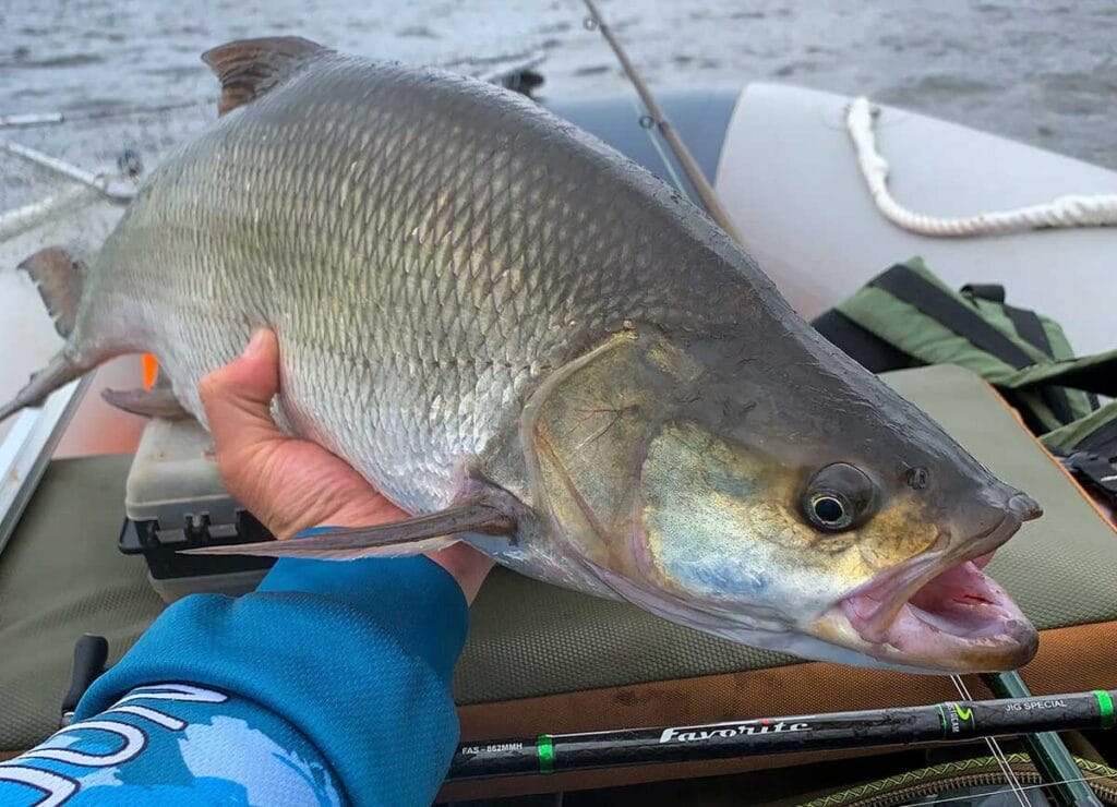 Охота на жереха: эксперты о поиске "котлов" и ловле на кастмастеры