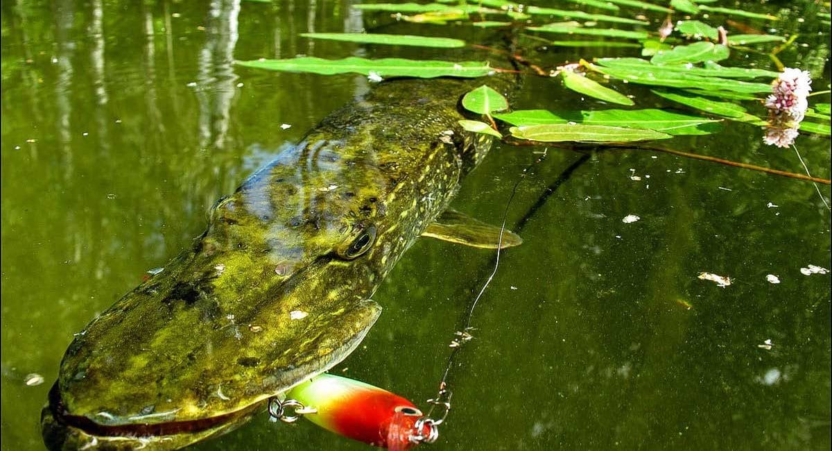 Ловля щуки спиннингом в июне 2025 на юге Украины