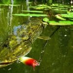 Флэт фидер с насадочным пеллетсом популярен для ловли карпа и леща на платниках