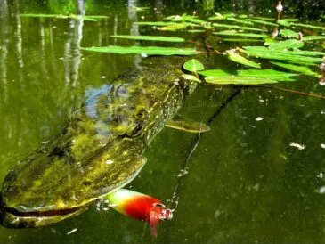 Ловля щуки спінінгом у червні 2025 на півдні України