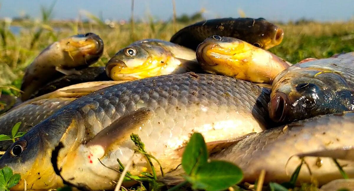 Ловля карася на кукурудзу влітку: снасті, техніка та поради