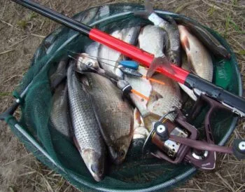 Ловля в проводку на річці 2025: як зловити плітку