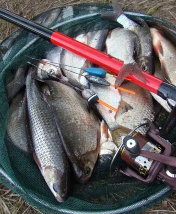 Ловля в проводку на річці 2025: як зловити плітку